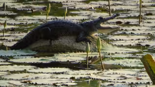 Avistamientos de cocodrilos generan alerta en el río Candelaria