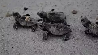 En el 2009, esta especie registró mil 62 nidos menos de los dos mil 294 contabilizados un año atrás