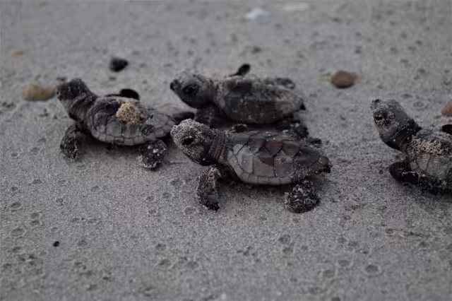 En el 2009, esta especie registró mil 62 nidos menos de los dos mil 294 contabilizados un año atrás