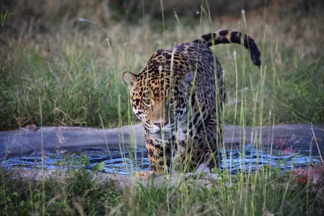 Investigadores advierten que los jaguares de Los Petenes deben conectarse hacia el norte, rumbo a Ría Lagartos o Celestún, para evitar que lleguen a la zona urbana de Campeche.