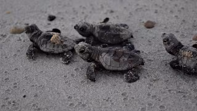 En el 2009, esta especie registró mil 62 nidos menos de los dos mil 294 contabilizados un año atrás