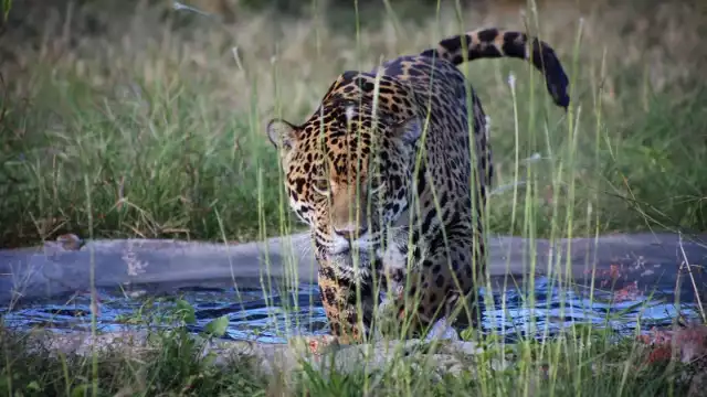 Investigadores advierten que los jaguares de Los Petenes deben conectarse hacia el norte, rumbo a Ría Lagartos o Celestún, para evitar que lleguen a la zona urbana de Campeche.