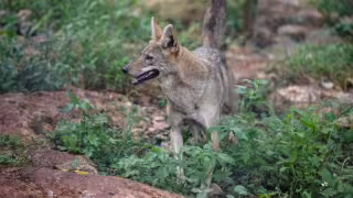 ¡Guardián de los montes mayas! Captan a coyote caminando entre la vegetación de Yucatán