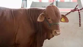 Combate masivo al gusano barrenador, el propósito del 2026 de los ganaderos de Yucatán