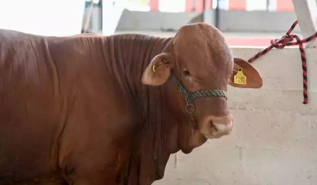 Productores del Oriente siguen “en pie de lucha” ante la plaga