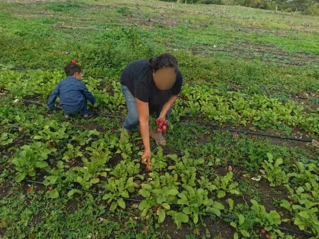 Dan de baja a 60 productores por inflar reportes de cosecha; Sader detecta irregularidades
