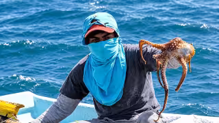 Temporada de pulpo repunta en Yucatán, pero empresarios denuncian ventas irregulares de producto en altamar