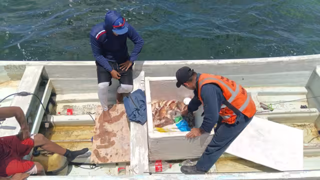 Elementos de la Marina, Conapesca y SSP dan golpes a actividades furtivas en costas de Yucatán