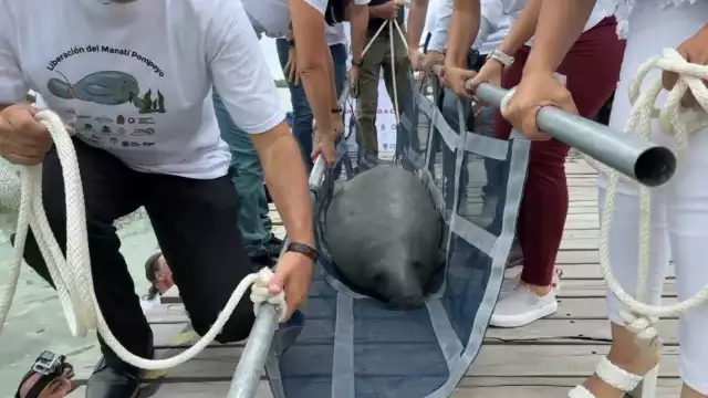 Liberan a Pompeyo manatí rescatado hace dos años