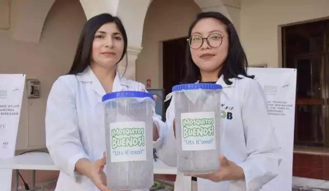 La liberación de insectos con la bacteria Wolbachia reduce hasta un 70% los casos de dengue