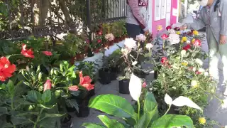 En la venta de estas plantas florales suelen incluir a veces servicio a domicilio