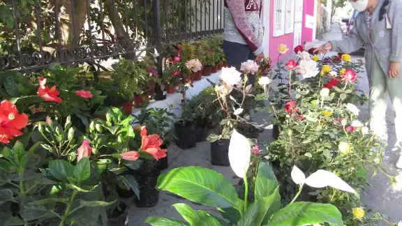 En la venta de estas plantas florales suelen incluir a veces servicio a domicilio En la venta de estas plantas florales suelen incluir a veces servicio a domicilio