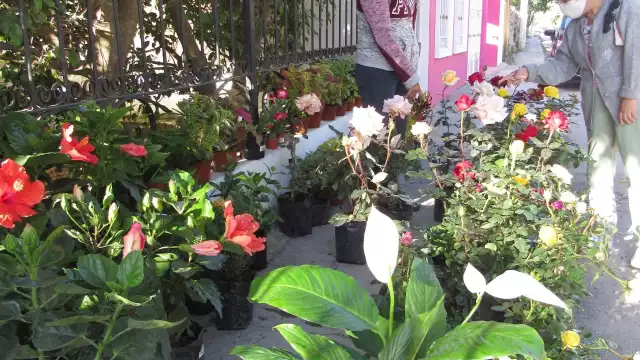 En la venta de estas plantas florales suelen incluir a veces servicio a domicilio