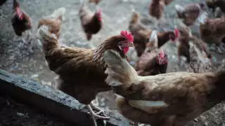 Yucatán sacrifica más de 1.7 millones de gallinas por casos de gripe aviar