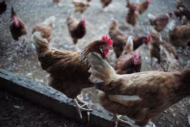 Fueron sacrificadas 1.7 millones de gallinas