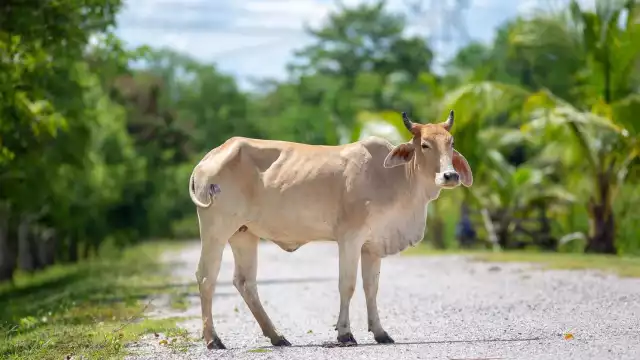 El conductor terminó con lesiones y golpes contusos