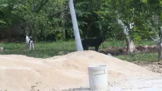 Los animales estaban amarrados en el patio de una casa en Tizimín, a merced de las inclemencias del tiempo