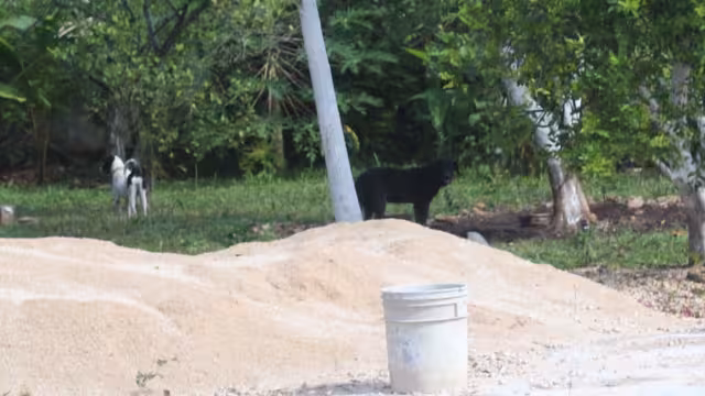Los animales estaban amarrados en el patio de una casa en Tizimín, a merced de las inclemencias del tiempo