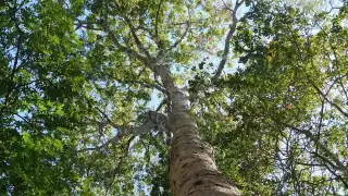 Enclavado en un sitio donde la selva tropical del sureste mexicano aún se conserva intacta