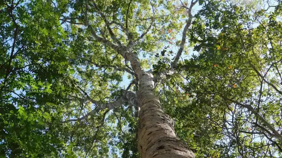 Enclavado en un sitio donde la selva tropical del sureste mexicano aún se conserva intacta