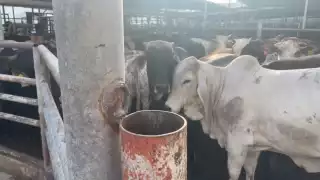 El rastro municipal de Nuevo León derramaba miles de litros de agua al día