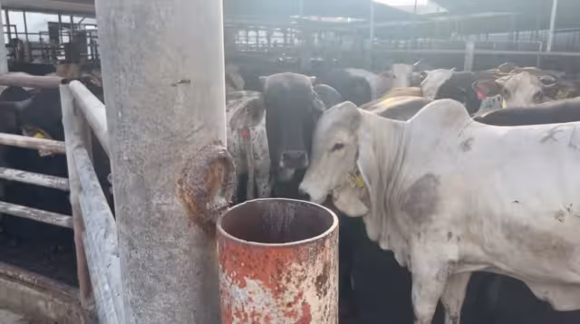 El rastro municipal de Nuevo León derramaba miles de litros de agua al día