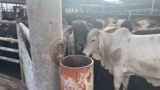 El rastro municipal de Nuevo León derramaba miles de litros de agua al día