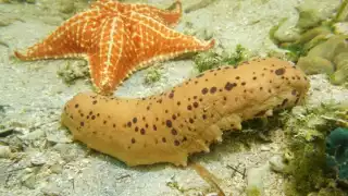 Pescadores furtivos de pepino de mar 'amenazan' la biodiversidad de Isla Mujeres