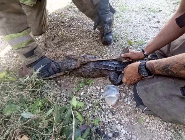 Por medio de una soga el reptil fue inmovilizado por los uniformados