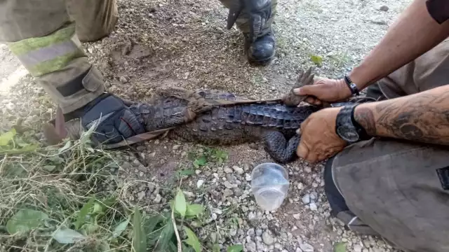 Por medio de una soga el reptil fue inmovilizado por los uniformados