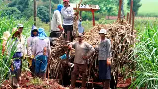 Cañeros campechanos enfrentan caída de 381 millones en valor de la caña