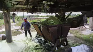 La semana pasada envió 16 mil hojas a una desfibradora normal que dieron 342 kilos o sea 21.6 kilos de fibra por millar de hojas