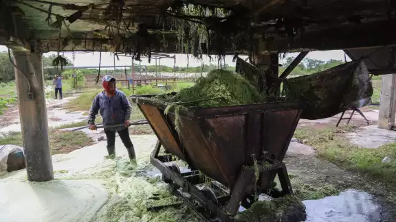 La semana pasada envió 16 mil hojas a una desfibradora normal que dieron 342 kilos o sea 21.6 kilos de fibra por millar de hojas La semana pasada envió 16 mil hojas a una desfibradora normal que dieron 342 kilos o sea 21.6 kilos de fibra por millar de hojas