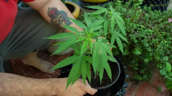 El cannabis sigue en la lucha por los estigmas que ocasiona en la gnete