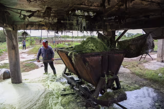 La semana pasada envió 16 mil hojas a una desfibradora normal que dieron 342 kilos o sea 21.6 kilos de fibra por millar de hojas