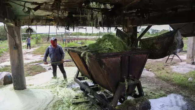 La semana pasada envió 16 mil hojas a una desfibradora normal que dieron 342 kilos o sea 21.6 kilos de fibra por millar de hojas