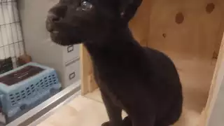 Guardia Nacional asegura pequeño jaguar en el aeropuerto de Mérida