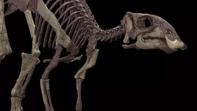 Los restos fueron encontrados en 2013 y posteriormente los científicos lograron clasificarlo