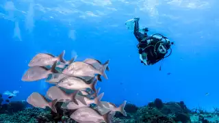 Las zonas en reposo son: Palancar Cuevas, Palancar Ladrillos, Colombia Somero, Colombia Intermedio y Colombia Profundo