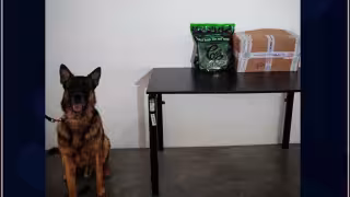 Perro policía detecta medio kilo de presunta marihuana en paquete de mensajería en Campeche