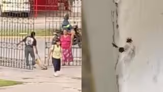 ¿Esa era la solución? Indigna desalojo de perritos de una escuela en Campeche tras denuncia por garrapatas