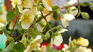 Conoce y prepara estos tres remedios para el mal de amores, según los mayas