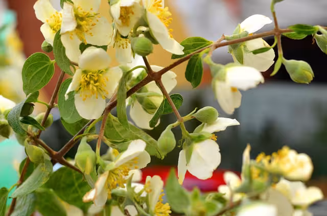 Conoce y prepara estos tres remedios para el mal de amores, según los mayas