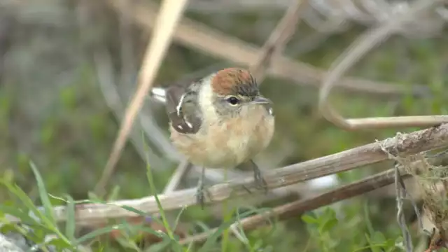 Son diferentes tipos de aves las que se observan en el Parque Punta Sur de Cozumel