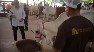 En Tzucacab, ganaderos no reportan posibles casos de gusano barrenador por temor a ser sancionados