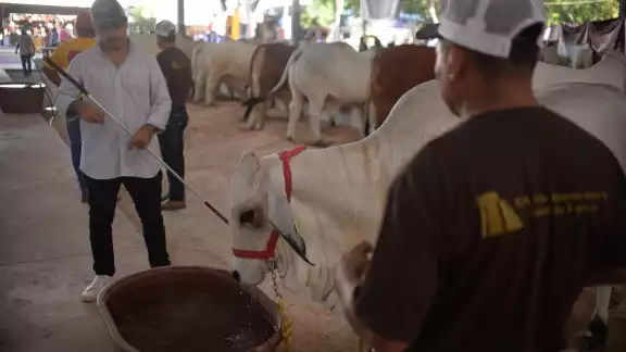 Actualmente, en el municipio de Tzucacab se contabilizan 10 animales con gusano barrenador