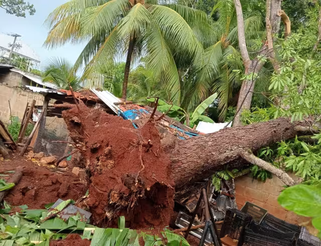 Personal de Protección Civil retiró las ramas de un árbol de mango que cayó sobre una calle de la colonia San Juan