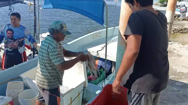 La industria restaurantera resiente la baja disponibilidad de octópodos para platillos gourmet