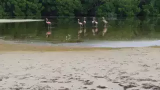 Se presume que las aves procedan de El Cuyo, Las Coloradas, Río Lagartos y hasta de Cuba