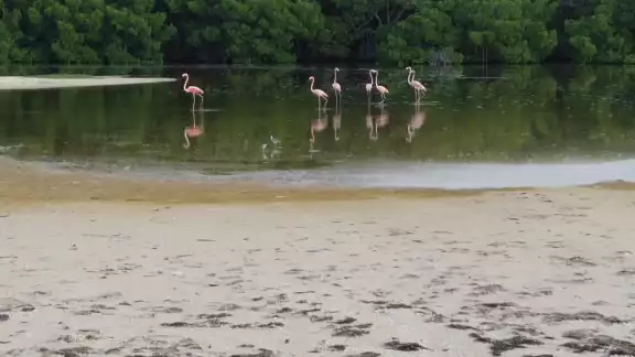 Se presume que las aves procedan de El Cuyo, Las Coloradas, Río Lagartos y hasta de Cuba